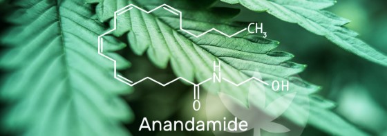Molekula anandamid
